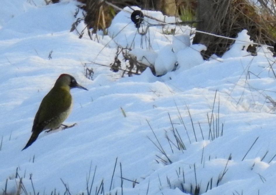 Groene specht in de sneeuw - Vogels - Groene specht