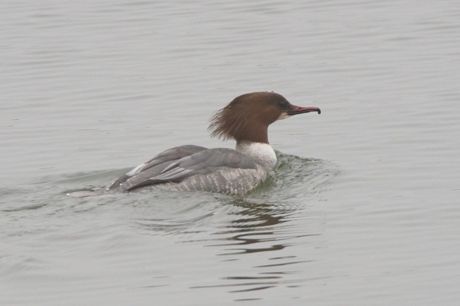 Groote zaagbek vrouw - Vogels - Groote zaagbek