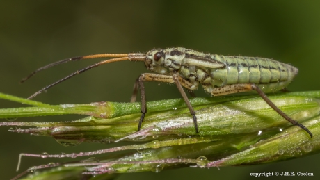 Grote bonte graswants