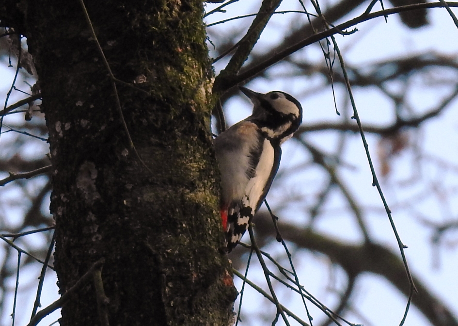 Grote bonte specht - Vogels - Grote bonte specht
