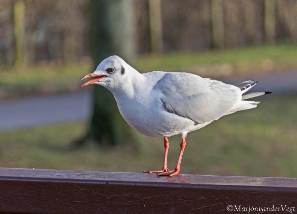 Grote mond - Vogels - meeuw