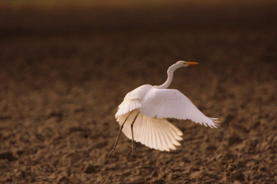Grote zilver - Vogels - Grotezilver reieger