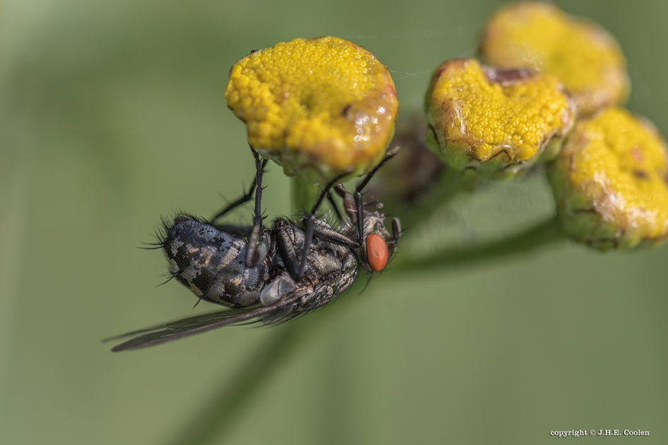 Hangvlieg - Geleedpotigen - Vlieg