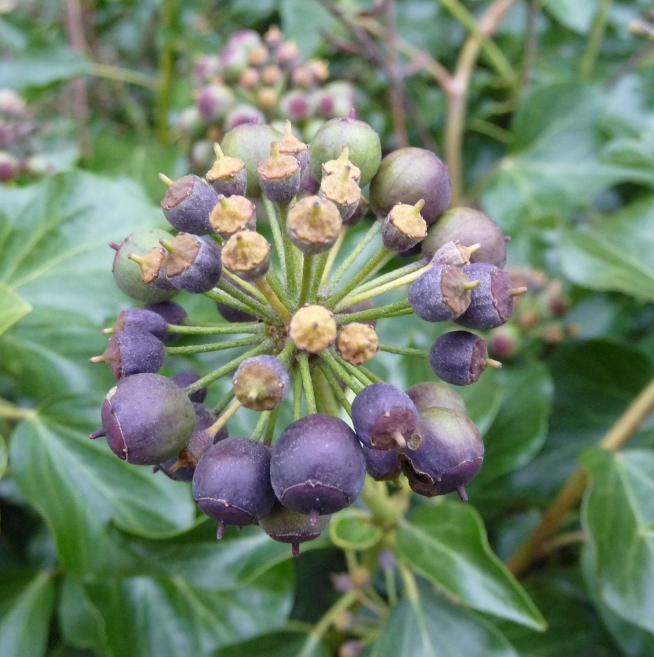 Hedera - Planten - 