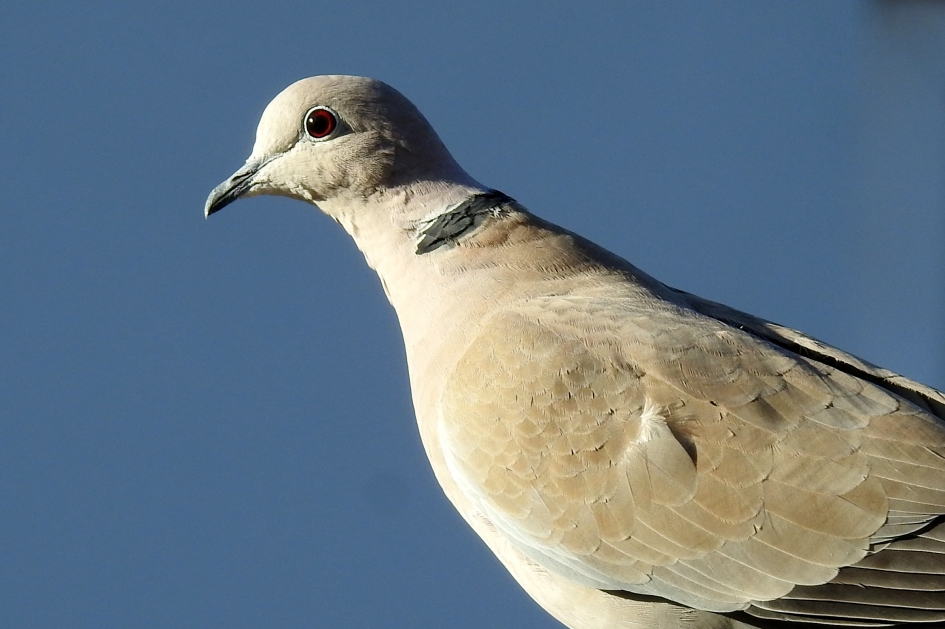 Heerlijk in de zon - Vogels - Turkse tortel