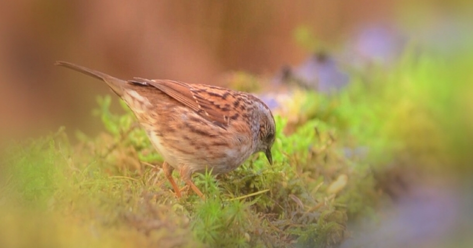 Heggenmus - Vogels - Heggenmus