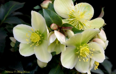 Helleborus