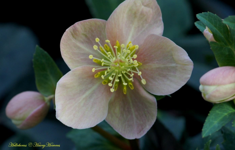 Helleborus - Planten - 