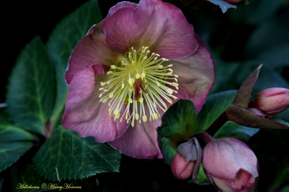 Helleborus - Planten - 
