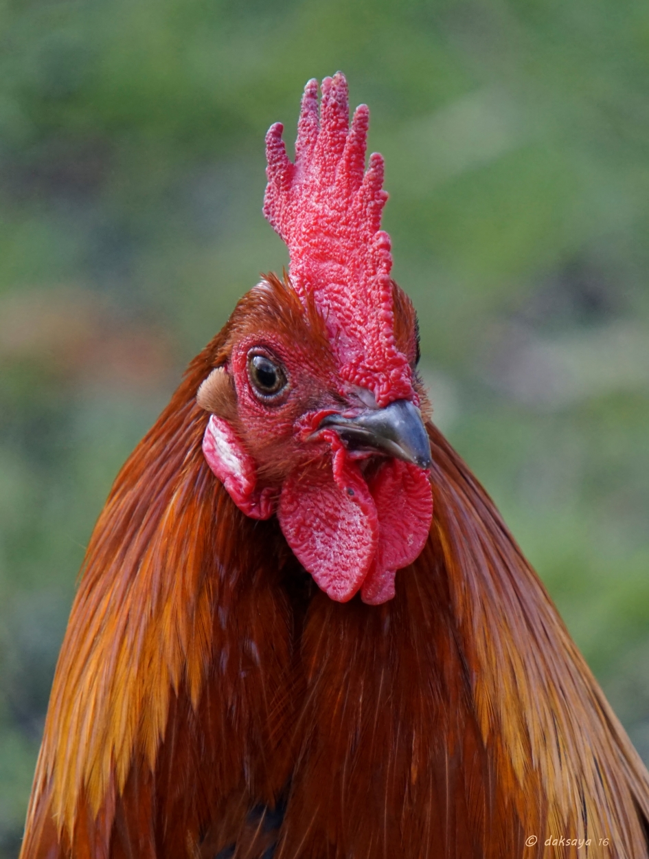 Het jaar van de Haan - Vogels - 
