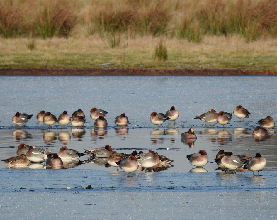 Het meer is bijna dichtgevroren - Vogels - Smient