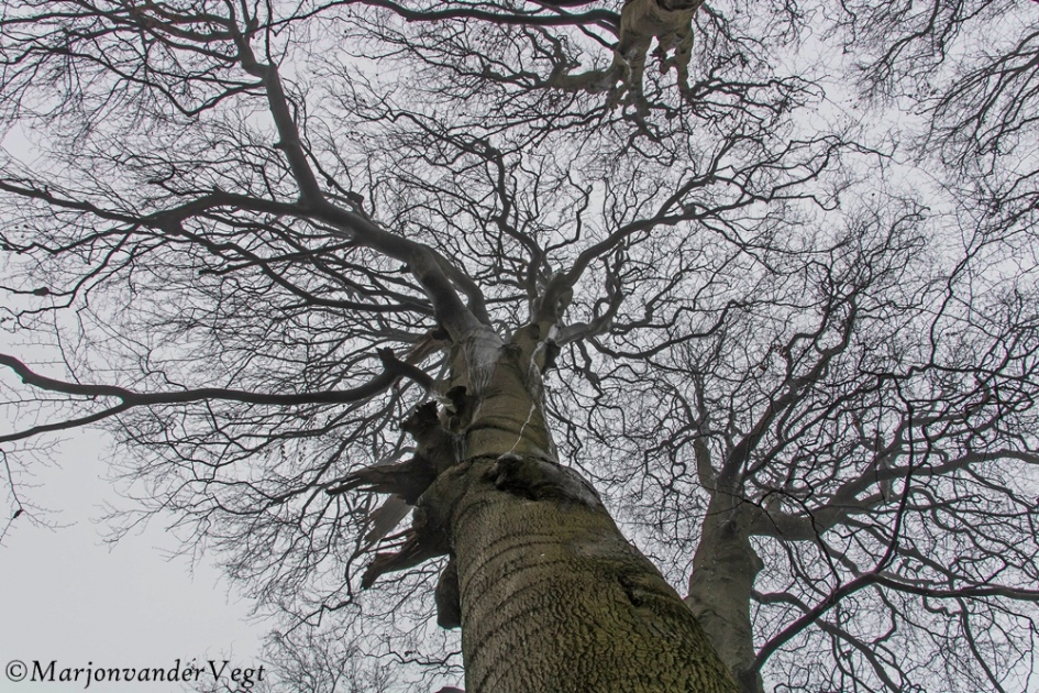 Hoog - Planten - Bomen
