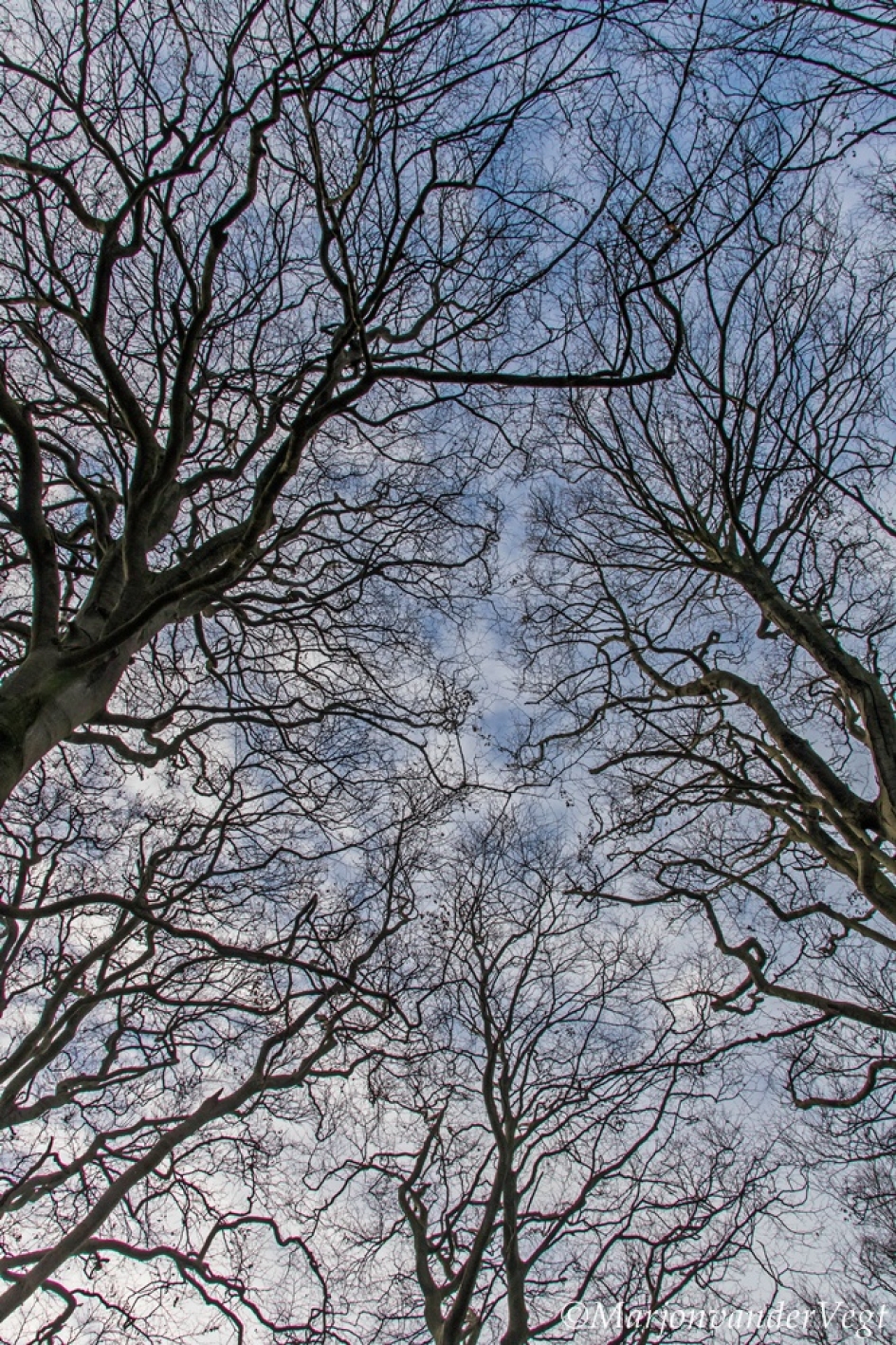 Hoog Sammie - Planten - Bomen