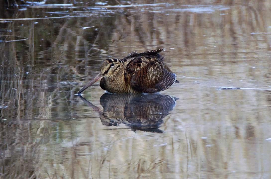 Houtsnip - Vogels - Hout snip