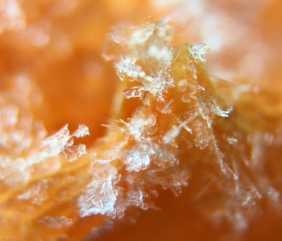 Ijskristal - Planten - 