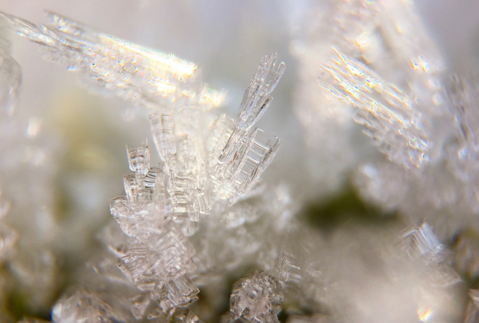 Ijskristal - Planten - 