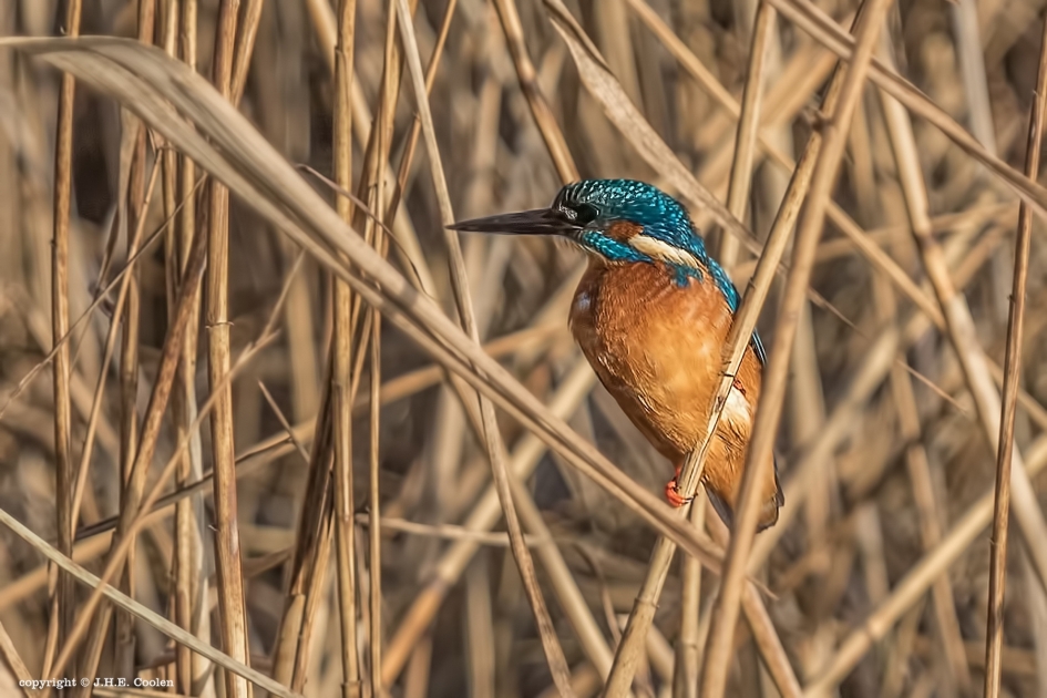 IJsvogel - Vogels - IJsvogel