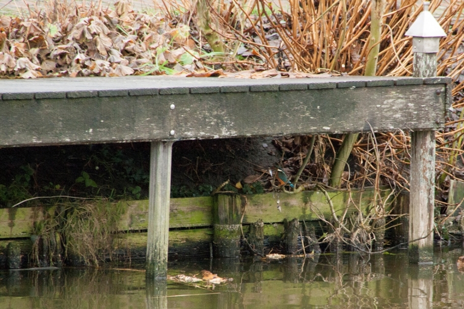 IJsvogel in druk bevolkt gebied - Vogels - IJsvogel