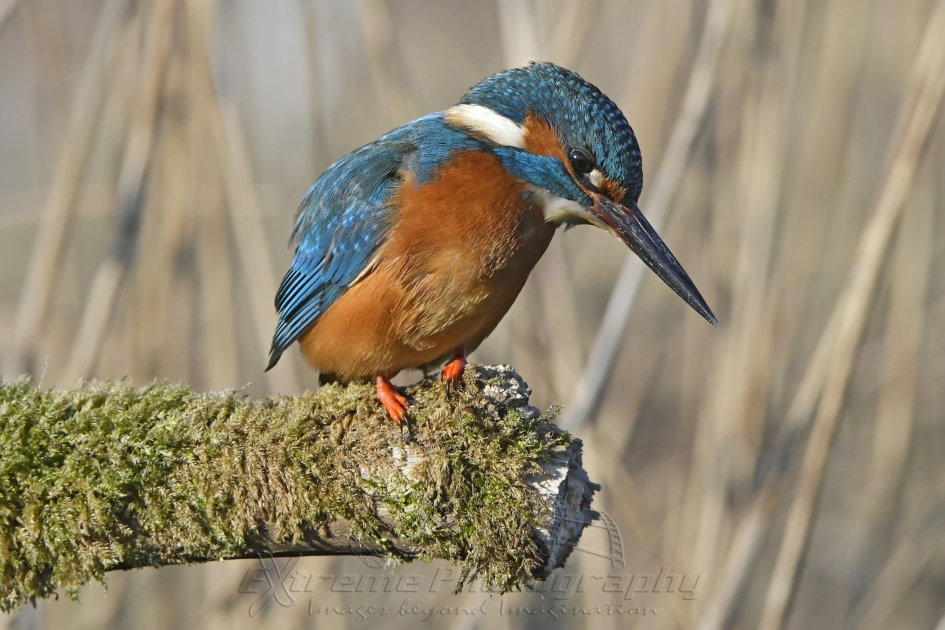 Ijsvogel op zoek - Vogels - IJsvogel