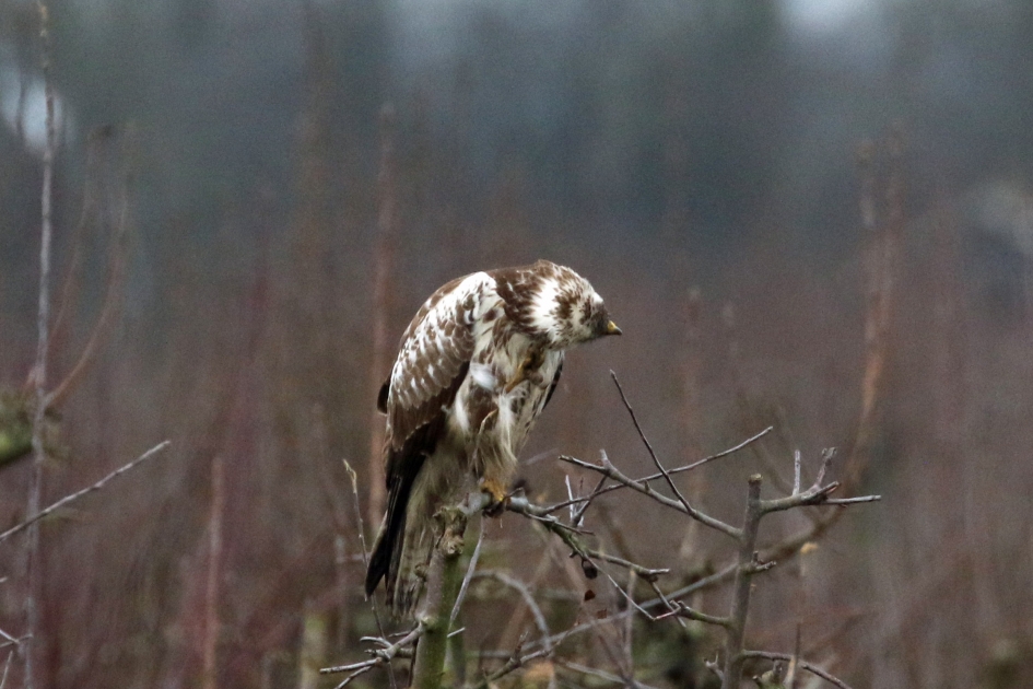 Ik wil je niet zien... - Vogels - 