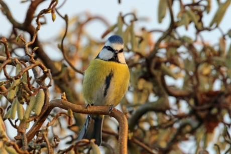 In de tuin van de Simpsons