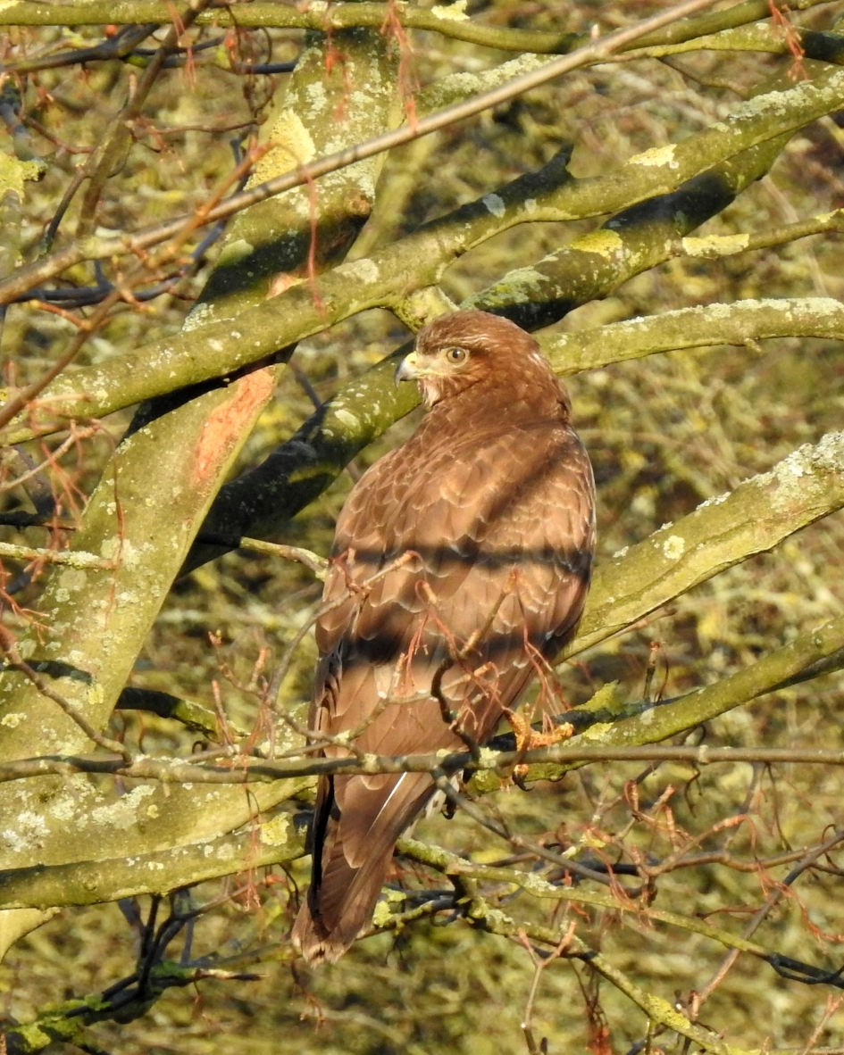 In de zon - Vogels - Buizerd