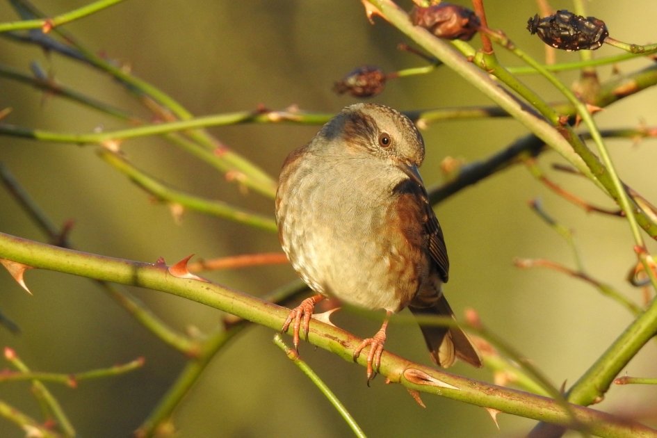 In een gouden gloed - Vogels - Heggemus