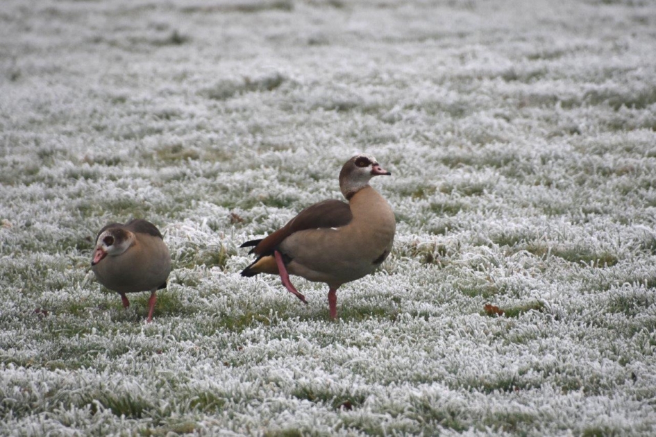 In een wit weiland.. - Vogels - Nijlganzen