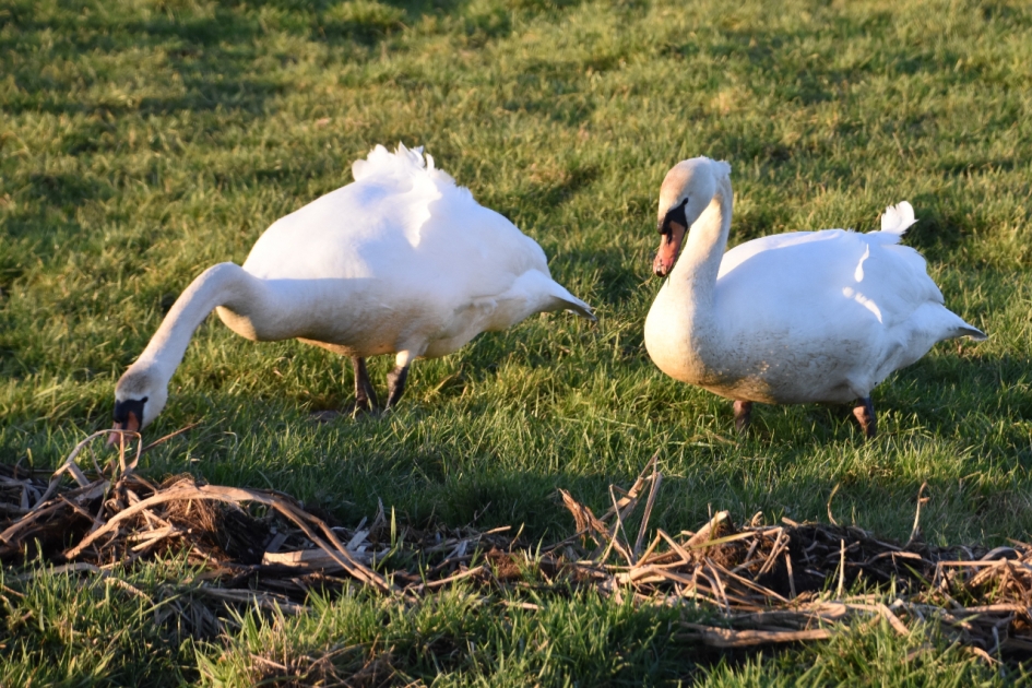 In late middagzon - Vogels - 