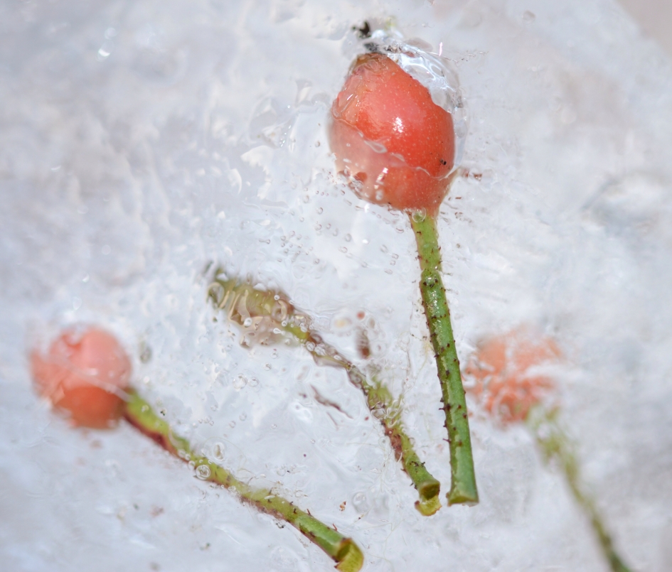 Ingepakt in het ijs - Planten - Roos