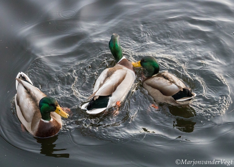 I've got the pick on you - Vogels - Eenden