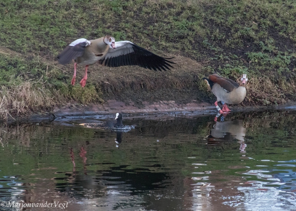 Jump ! - Vogels - Nijlganzen