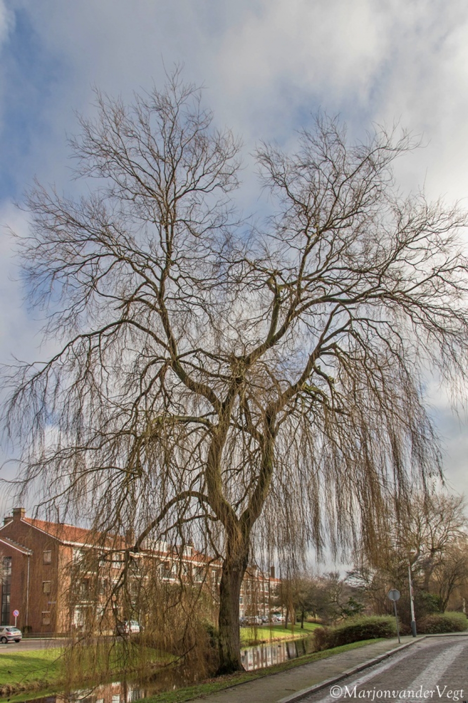 Kaal - Planten - Wilg