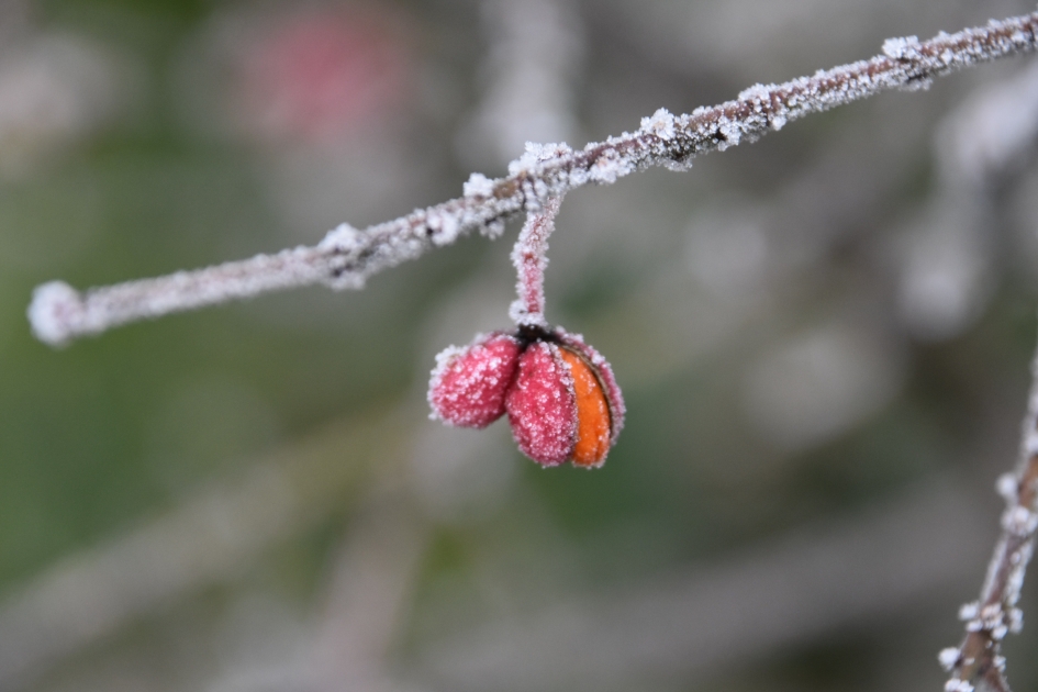 Kardinaalsmuts - Planten - 