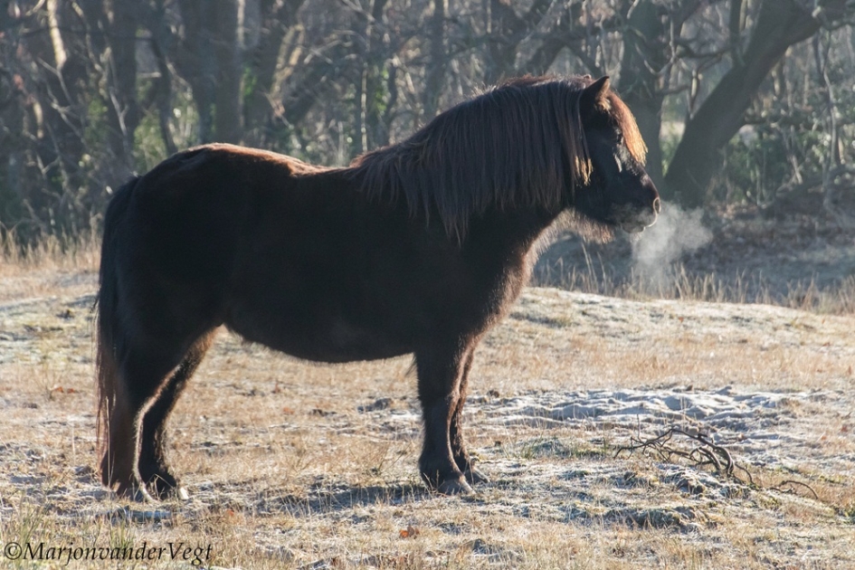 Kaud he? - Zoogdieren - Shetlandpony