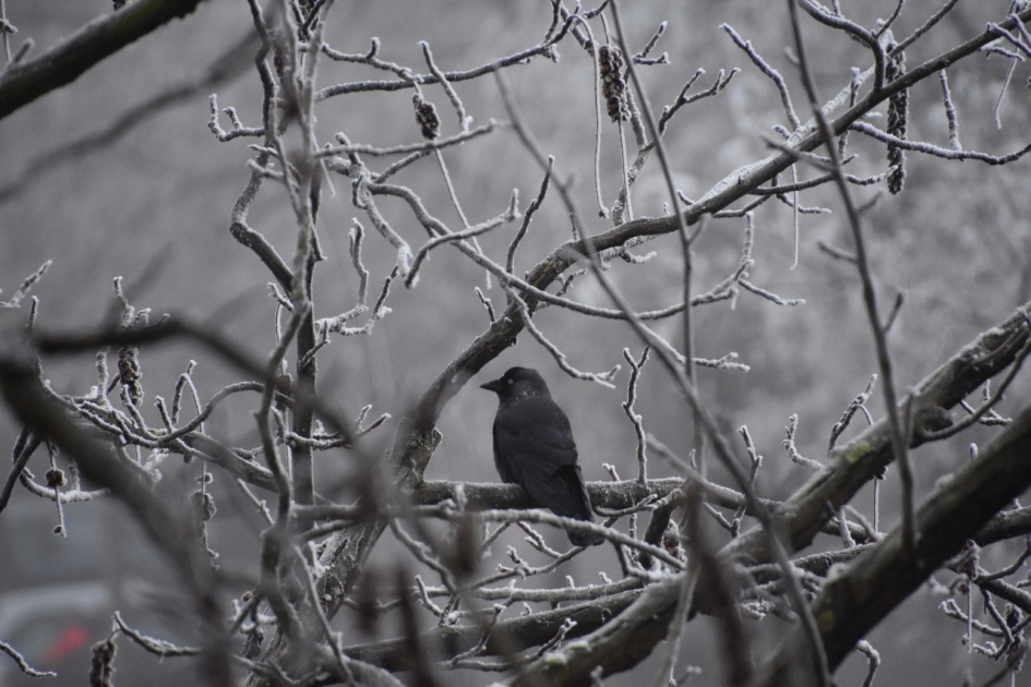 Kauw..... - Vogels - 