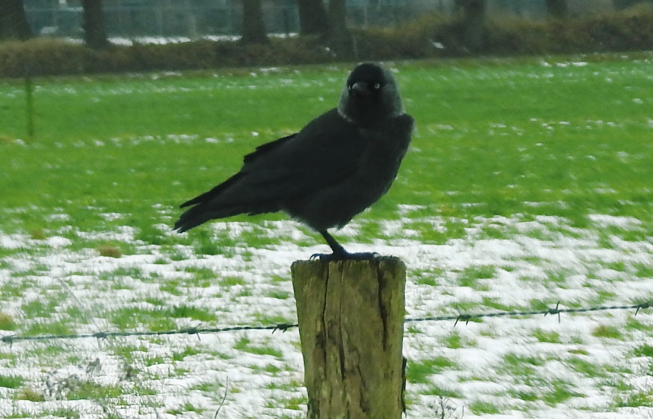 Kauwtje - Vogels - Kauw