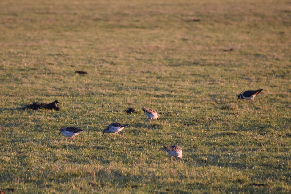 Kemphanen 2 - Vogels - 
