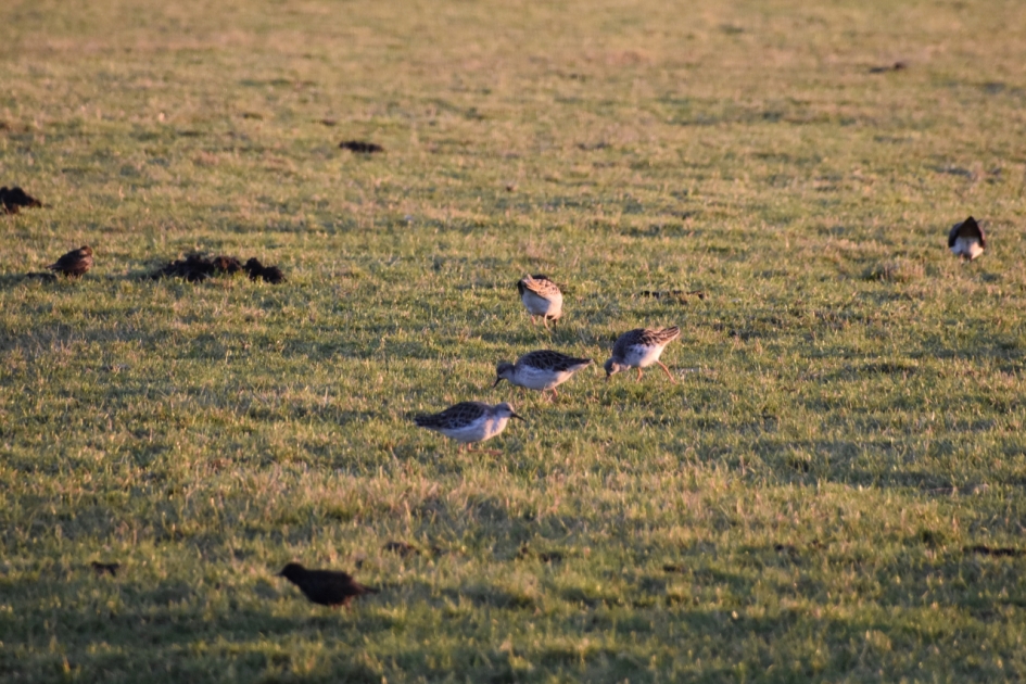 Kemphanen - Vogels - 