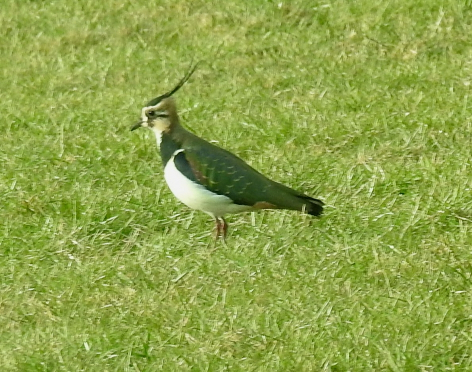 Kievit in het bevroren weiland - Vogels - Kievit