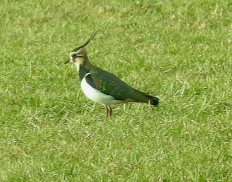 Kievit in het bevroren weiland