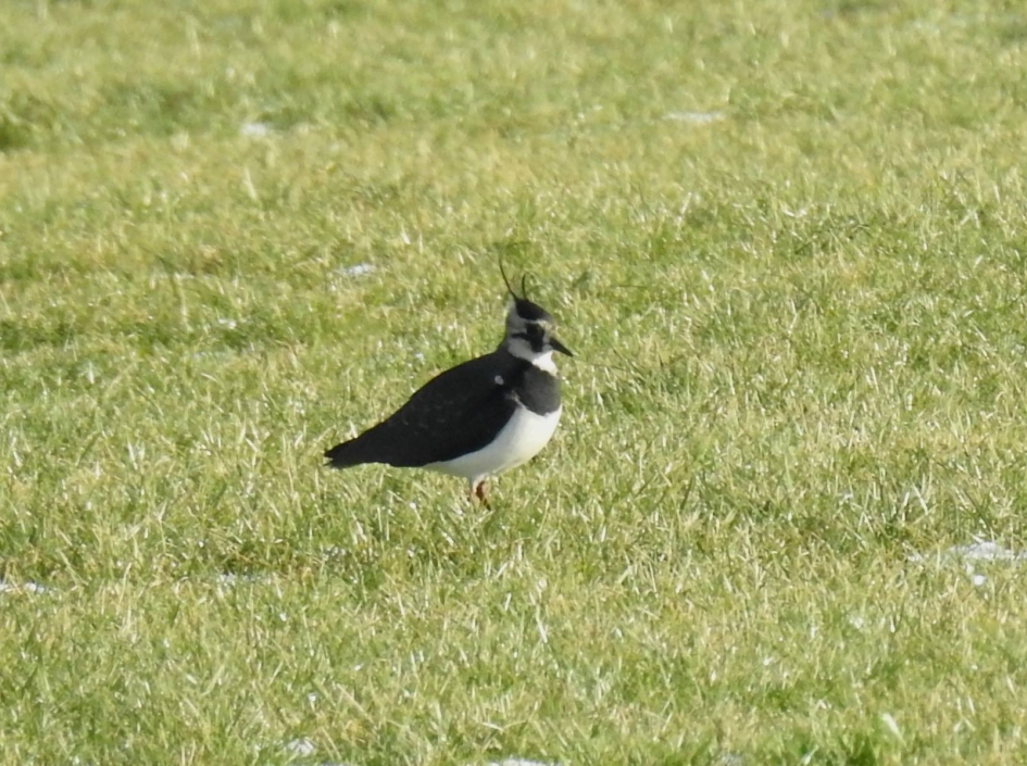 Kieviten zijn er ook nog steeds. - Vogels - Kievit