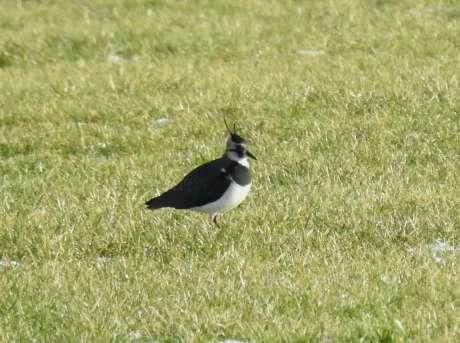 Kieviten zijn er ook nog steeds.