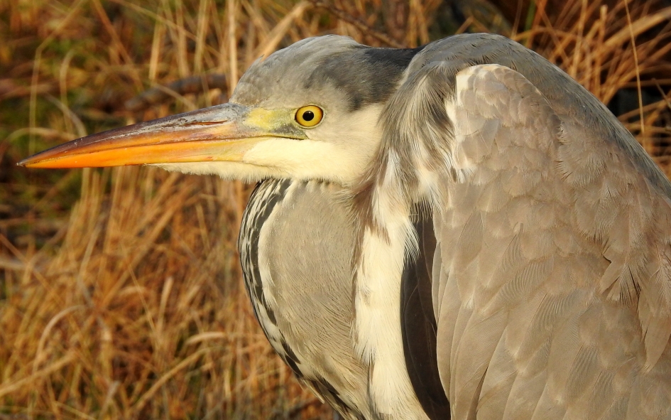 Kkkkkoud !!!! - Vogels - Blauwe reiger