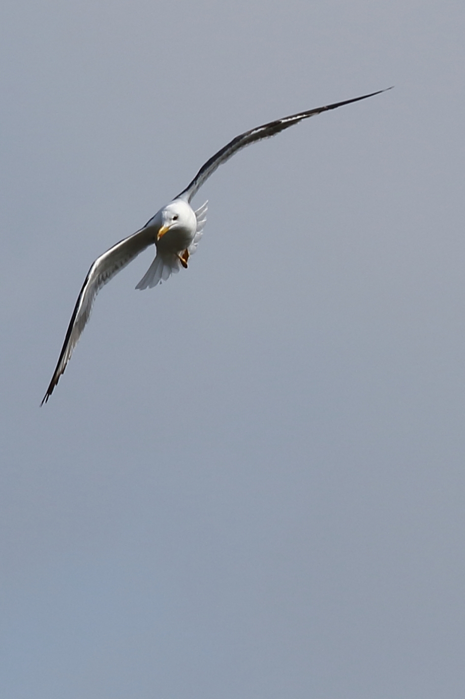 kleine mantelmeeuw - Vogels - 