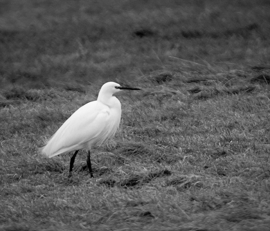 Kleine zilver - Vogels - Kleine zilverreiger