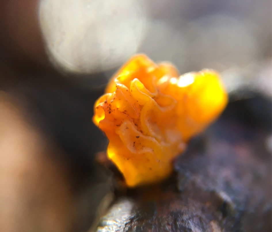 Knal geel - Schimmels - 