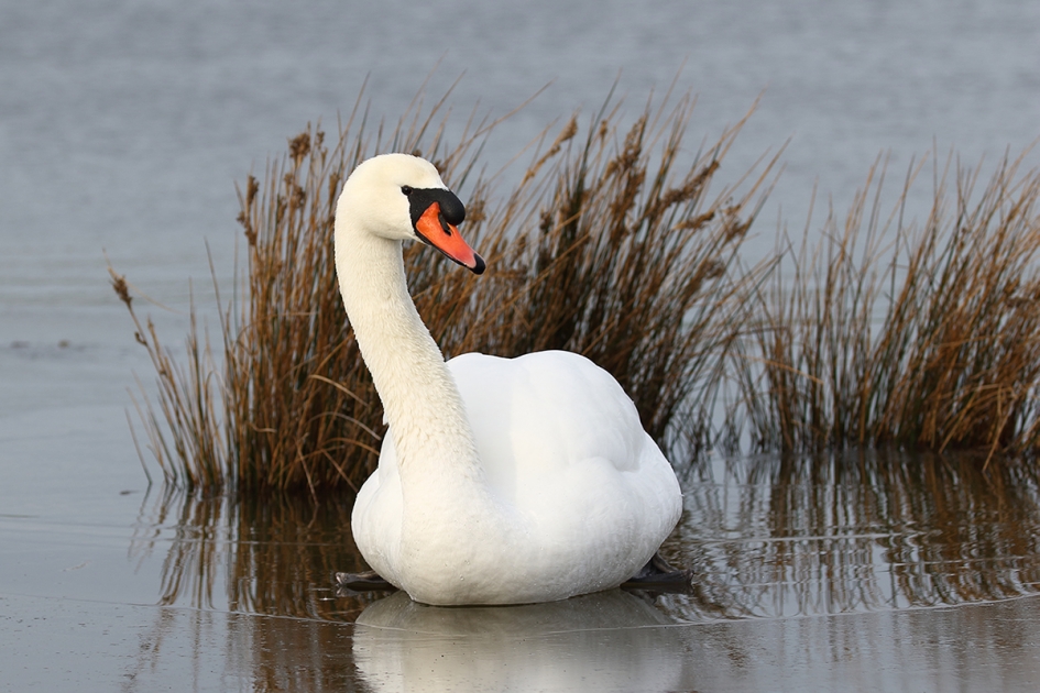 knobbelzwaan -m- - Vogels - 