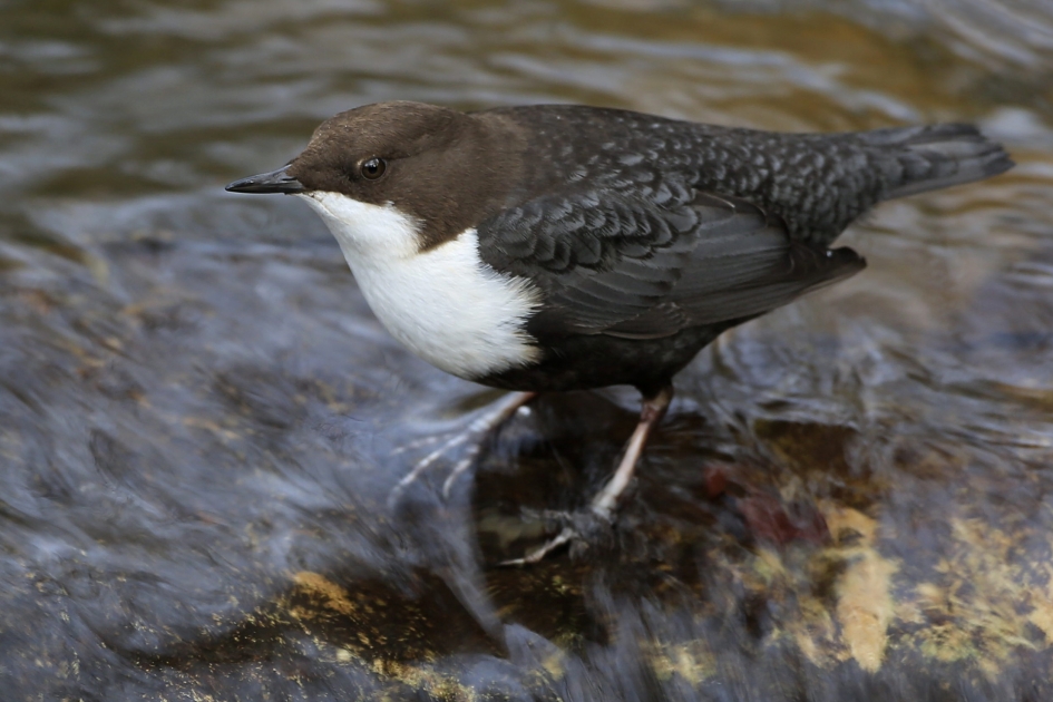Koel helder water ... - Vogels - Zwartbuik Waterspreeuw