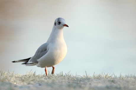 kokmeeuw in de sneeuw
